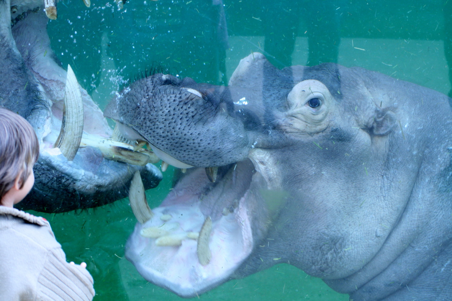 Flusspferde im Kölner Zoo