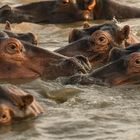 Flusspferde im Lake St Lucia, Südafrika