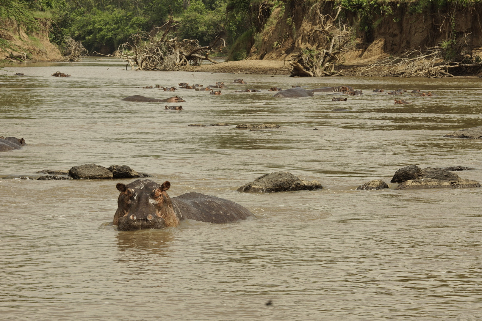 Flußpferde im Mara River