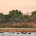 Flusspferde im Rufiji