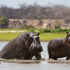 Flußpferde im Selous NP / Tansania