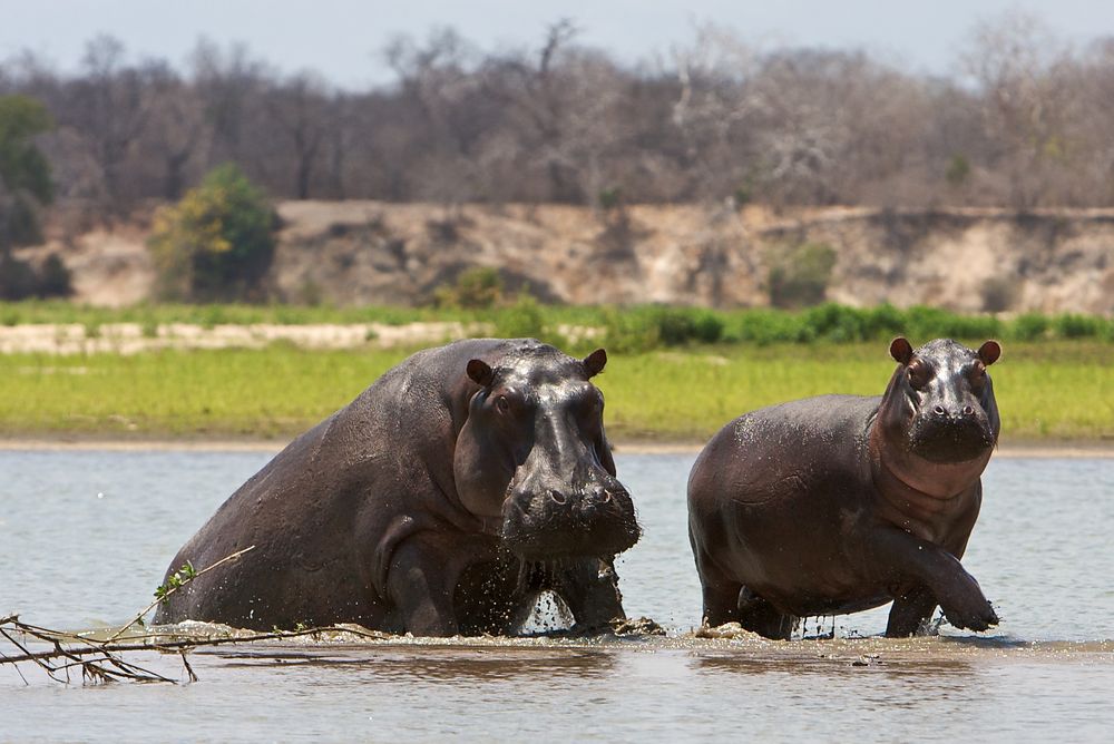 Flußpferde im Selous NP / Tansania von Bernd Wilke (bewi) 
