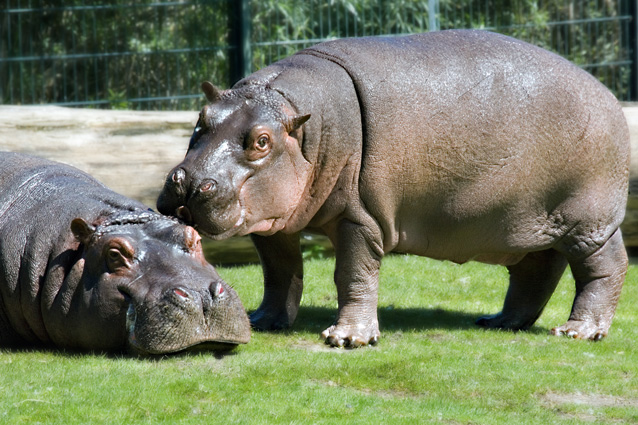 Flusspferde im Zoologischen Garten Berlin