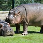 Flusspferde im Zoologischen Garten Berlin