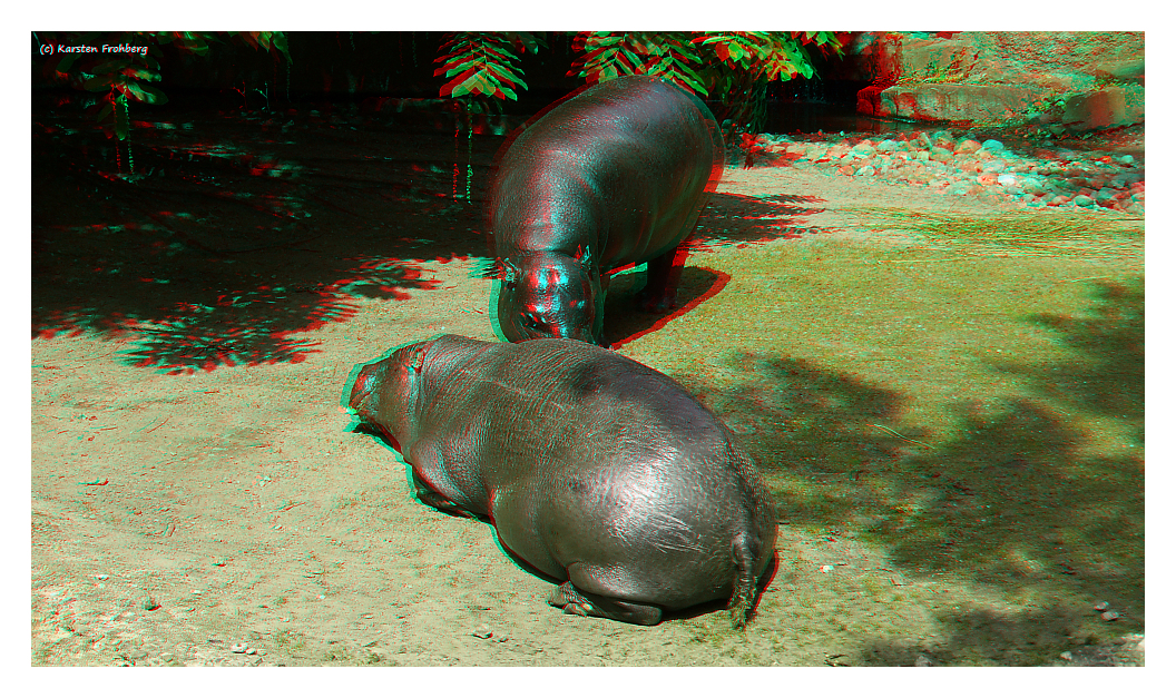 Flußpferde in 3D (Rot/Cyan)