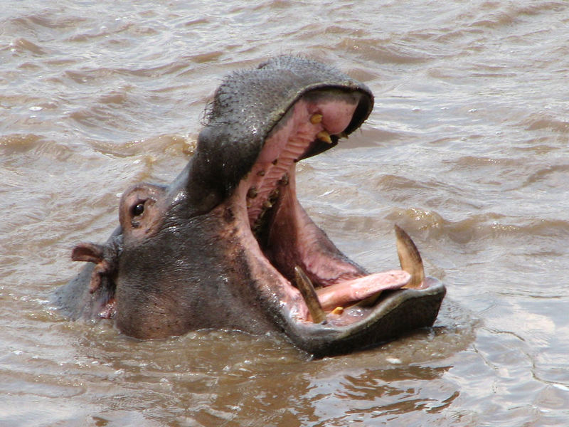 Flusspferde in Kenya