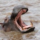 Flusspferde in Kenya