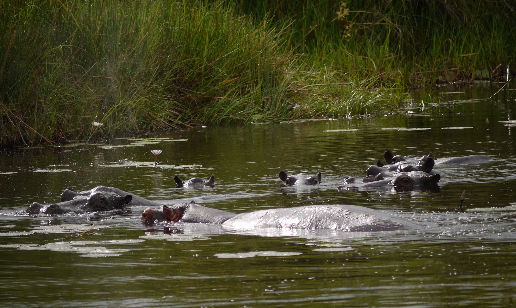 Flusspferde Okavango