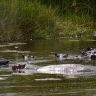 Flusspferde Okavango