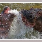 Flusspferde spielen-Vater und Sohn oder Tochter