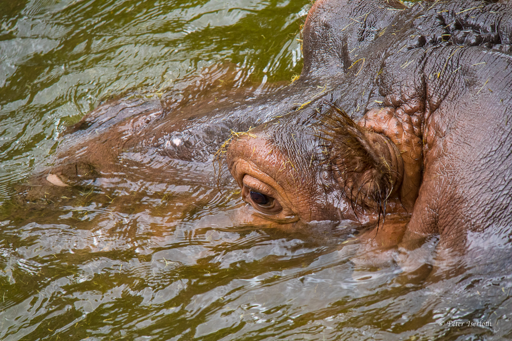 Flusspferde - Zoo Hannover