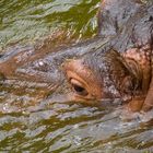 Flusspferde - Zoo Hannover