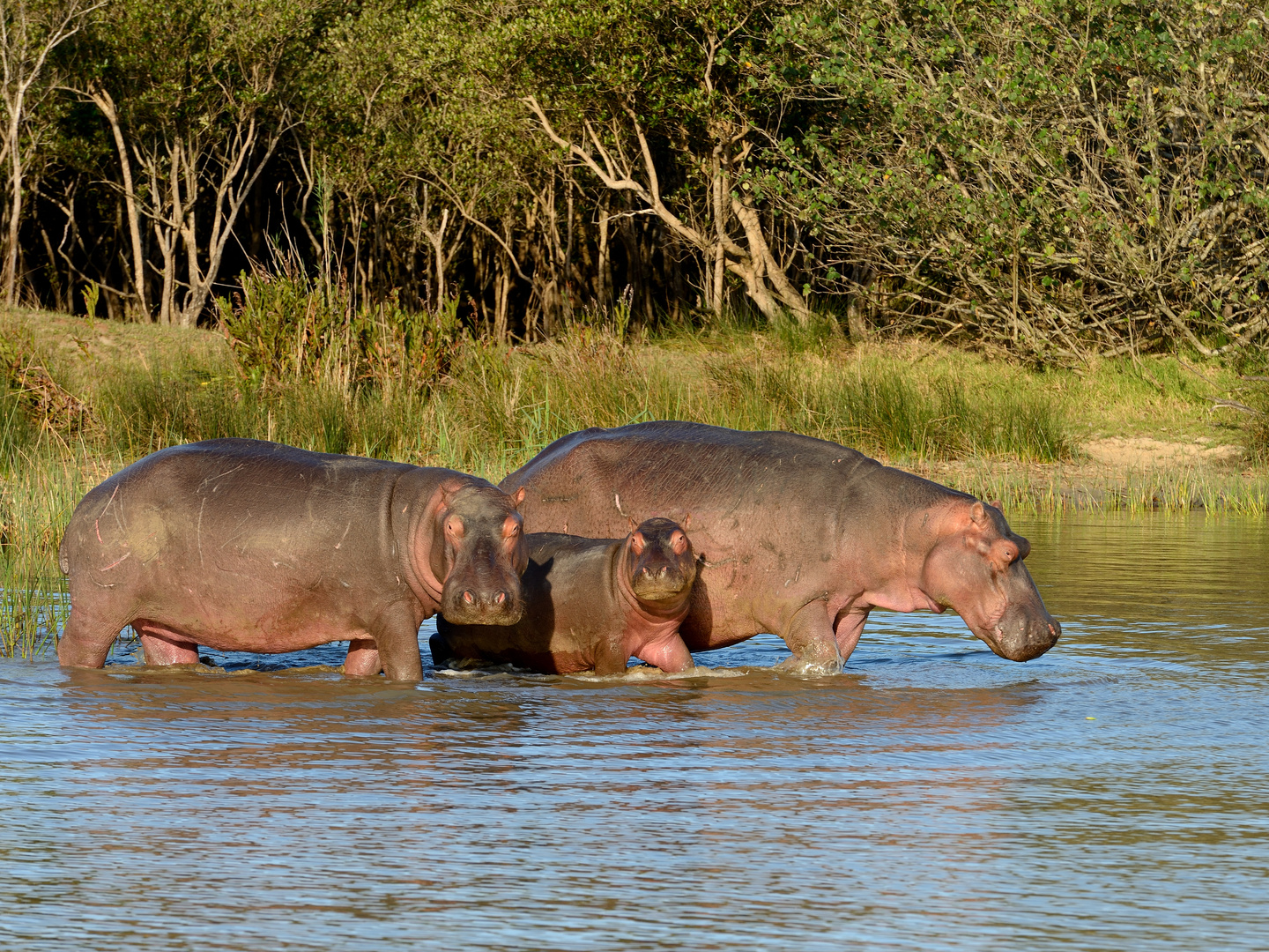 Flusspferdfamilie im St. Lucia Biosphärenreservat