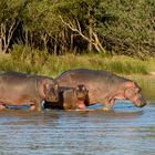 Flusspferdfamilie im St. Lucia Biosphärenreservat