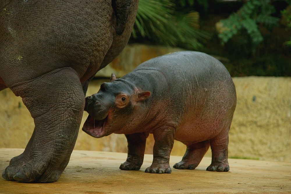 Flusspferdkalb (Hippopotamus ambhibius)