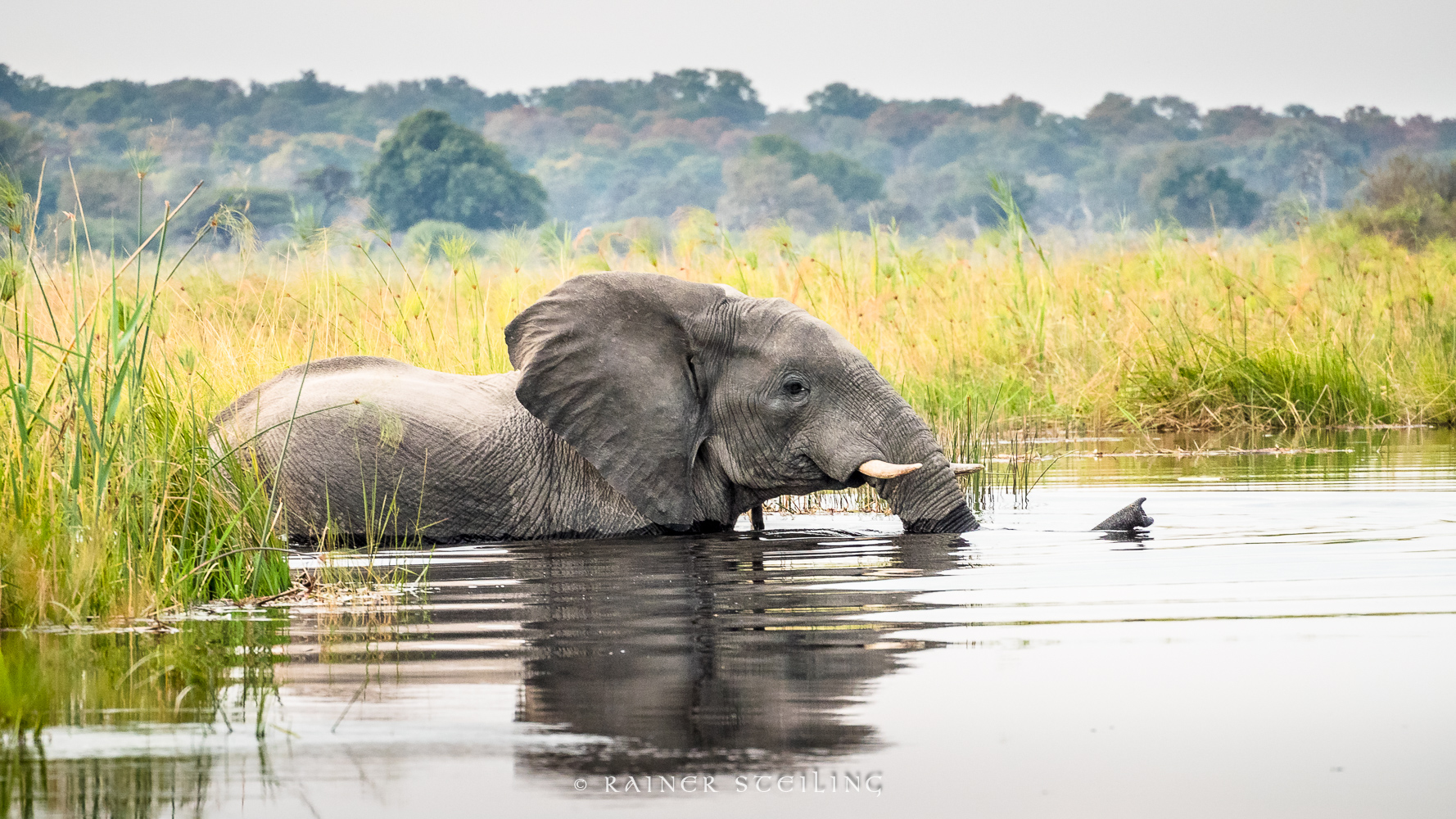 Flussquerung (Bwabwata NP Namibia)