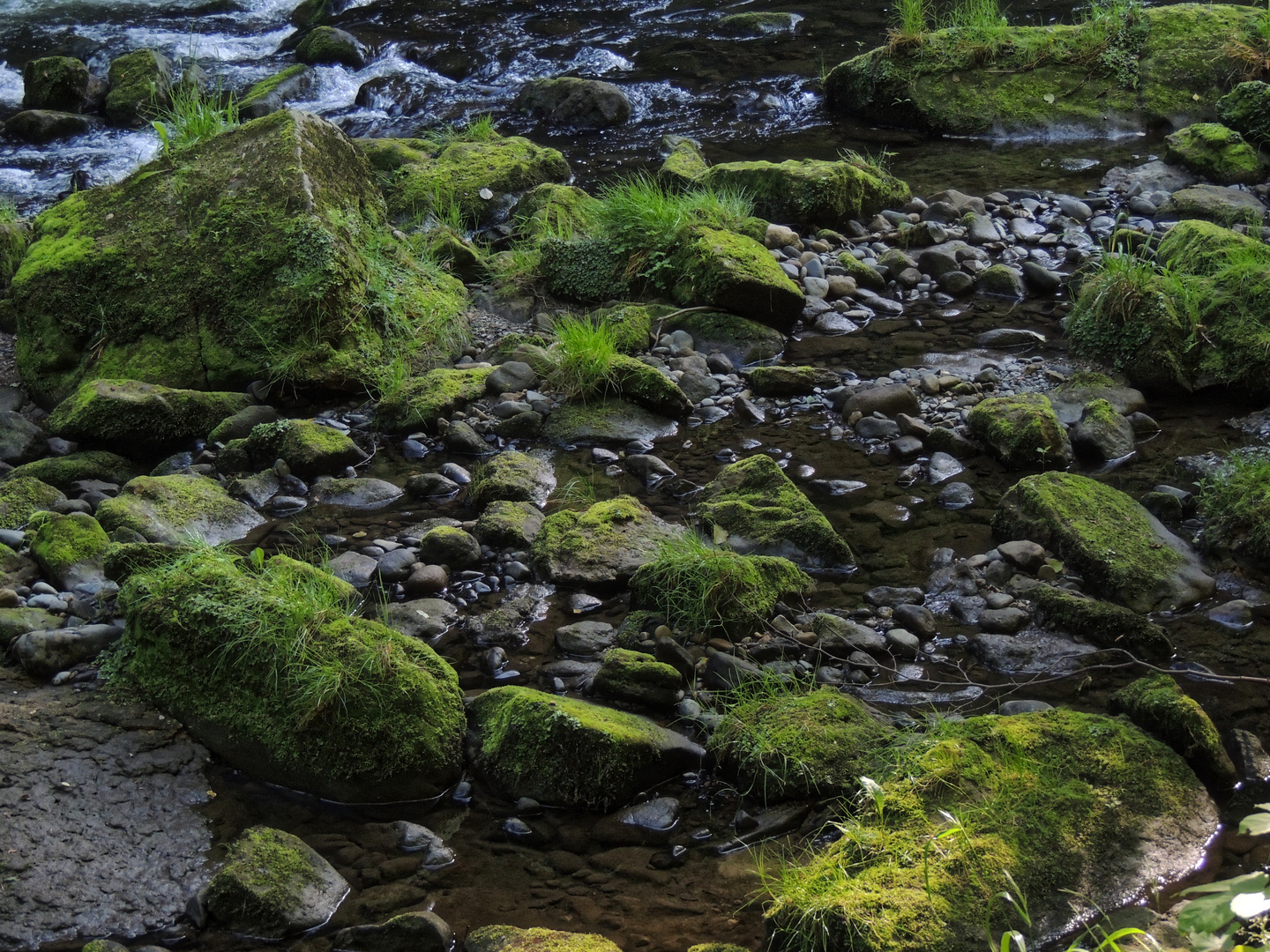 " Flussrandlandschaft "