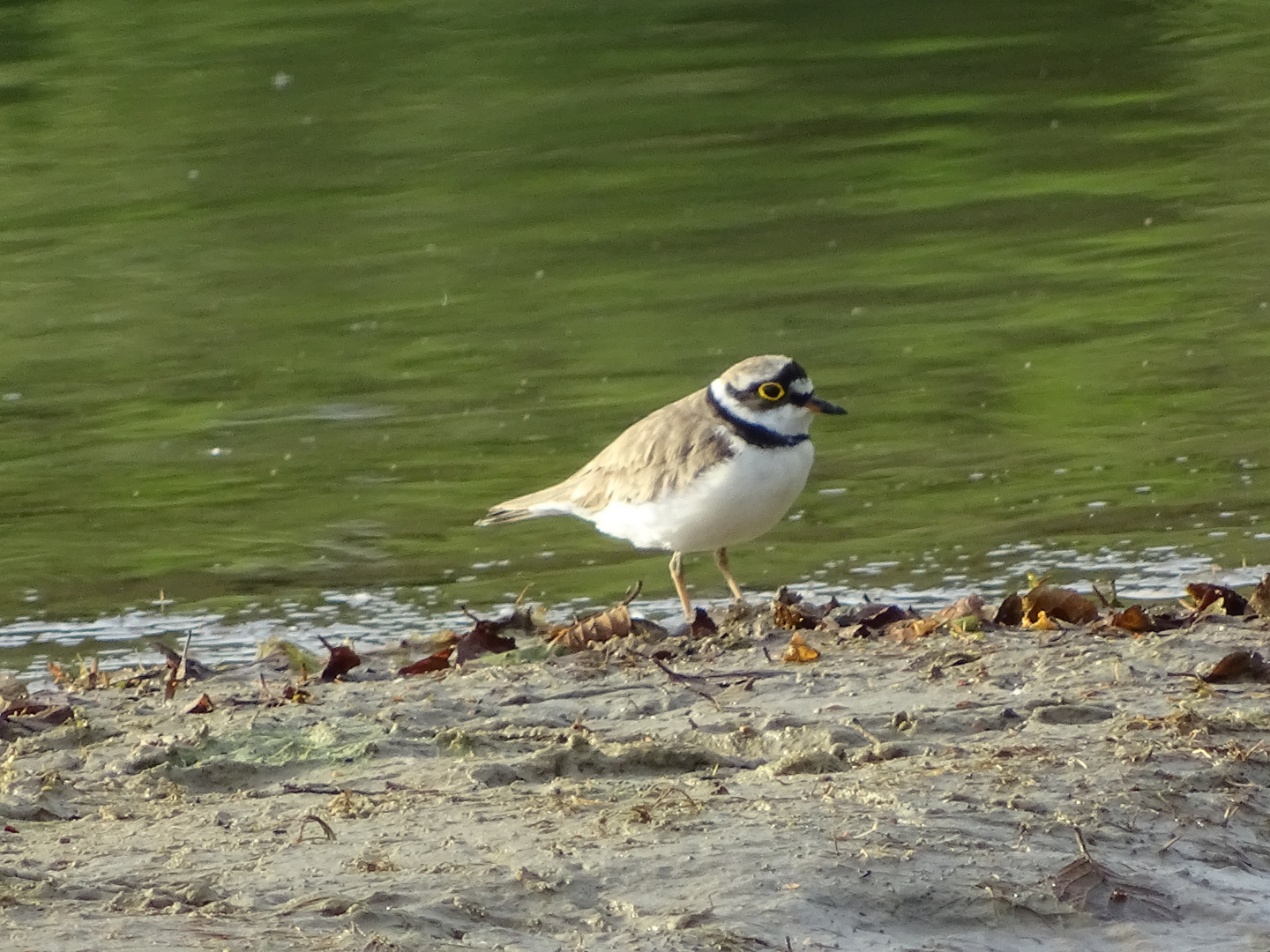 Flussregenpfeifer