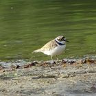 Flussregenpfeifer