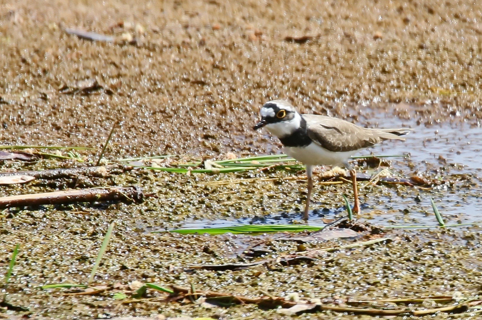 Flussregenpfeifer