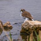 FLUSSREGENPFEIFER