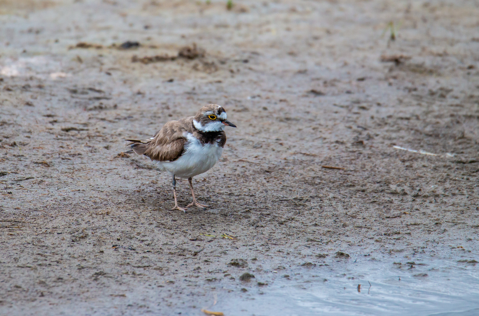 Flussregenpfeifer (Charadrius dubius) ???