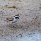 Flussregenpfeifer (Charadrius dubius) ???