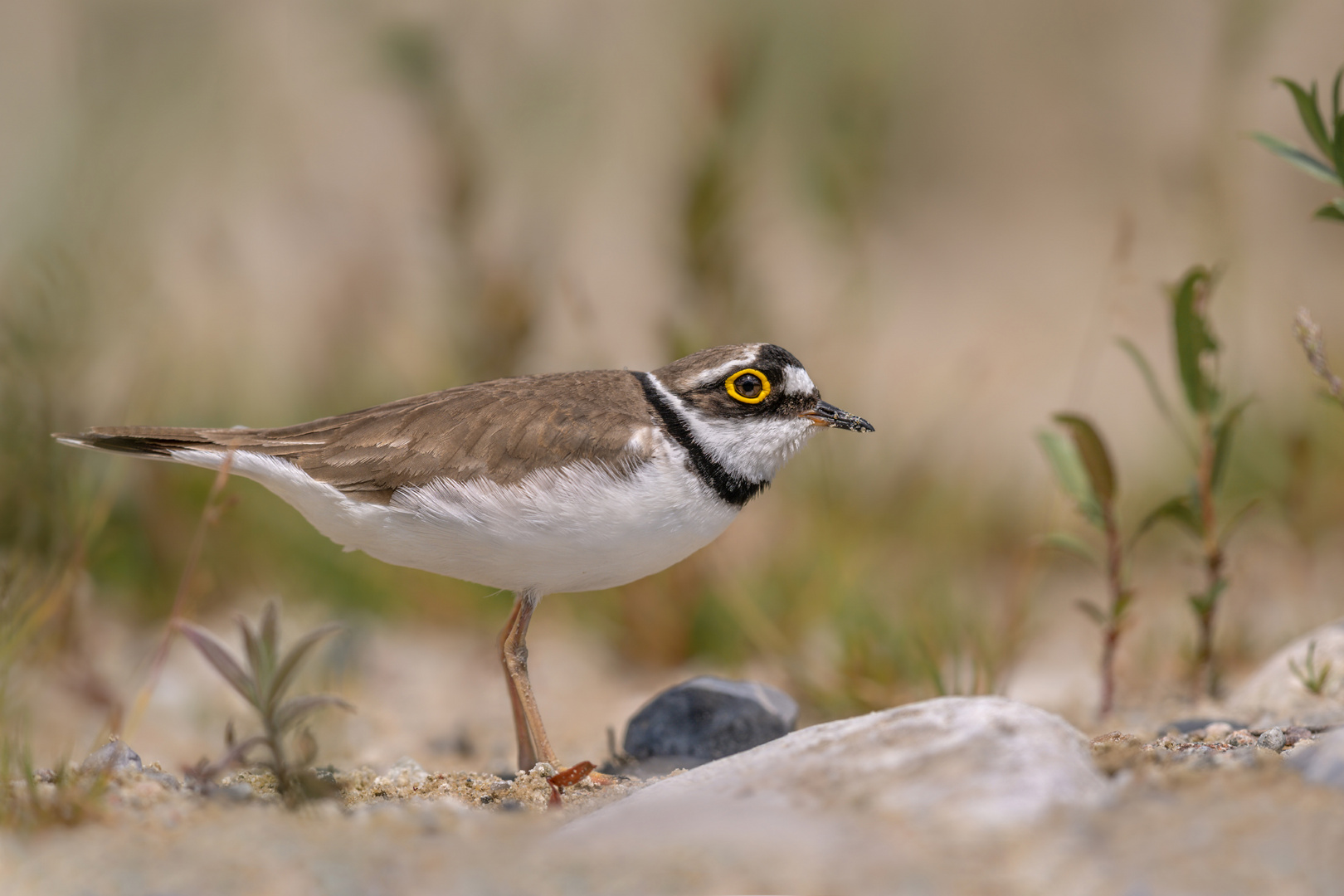 Flussregenpfeifer (Charadrius dubius) 