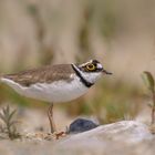 Flussregenpfeifer (Charadrius dubius) 