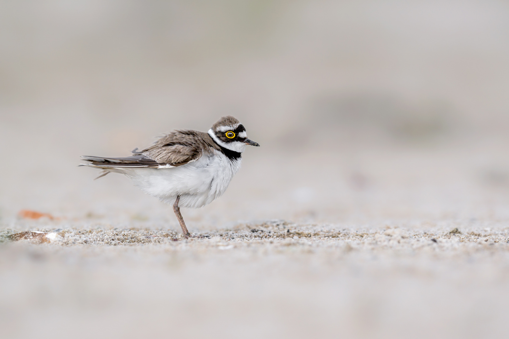 Flussregenpfeifer (Charadrius dubius)