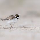 Flussregenpfeifer (Charadrius dubius)