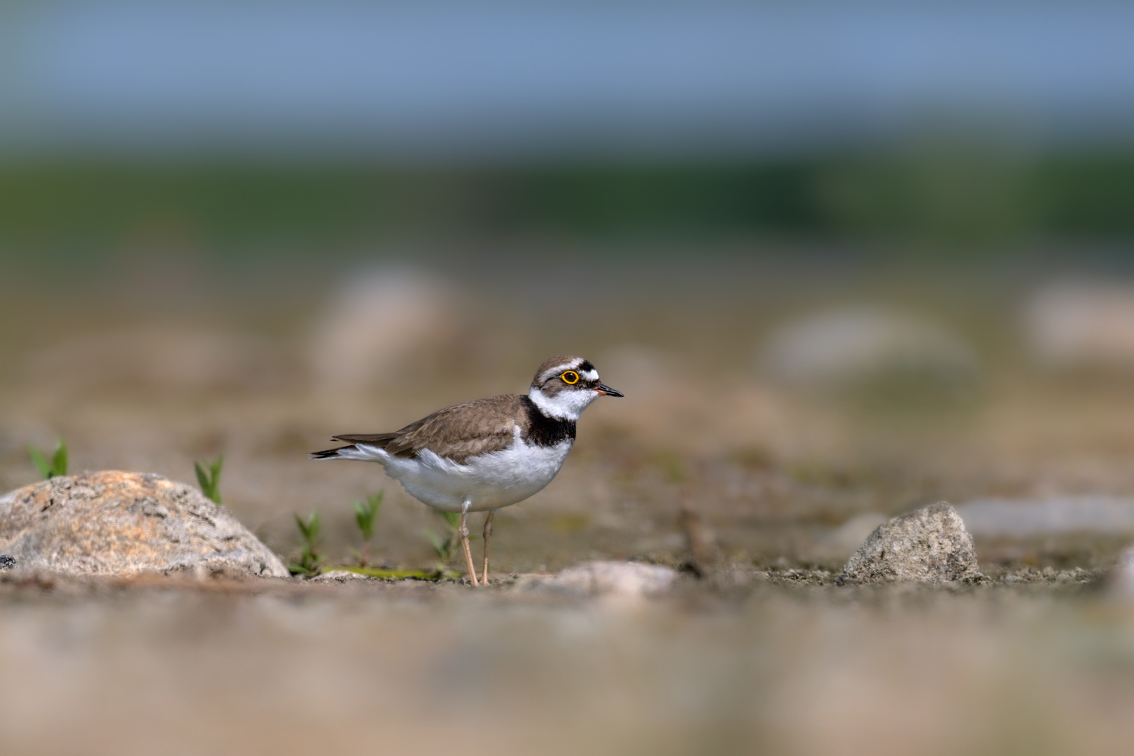 Flussregenpfeifer (Charadrius dubius)