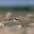 Flussregenpfeifer (Charadrius dubius)