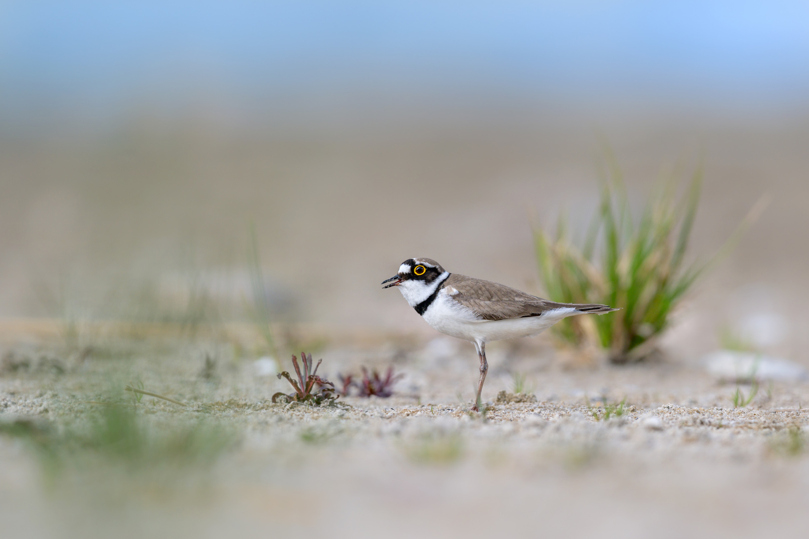 Flussregenpfeifer (Charadrius dubius) 