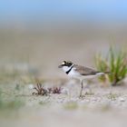 Flussregenpfeifer (Charadrius dubius) 