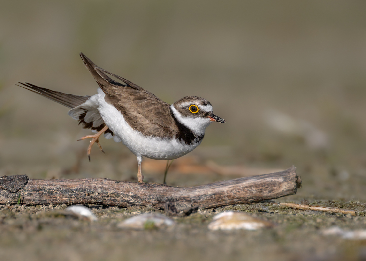 Flussregenpfeifer (Charadrius dubius)