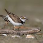 Flussregenpfeifer (Charadrius dubius)