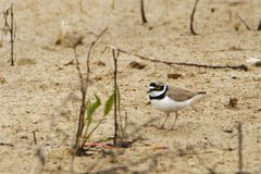 Flussregenpfeifer (Charadrius dubius)