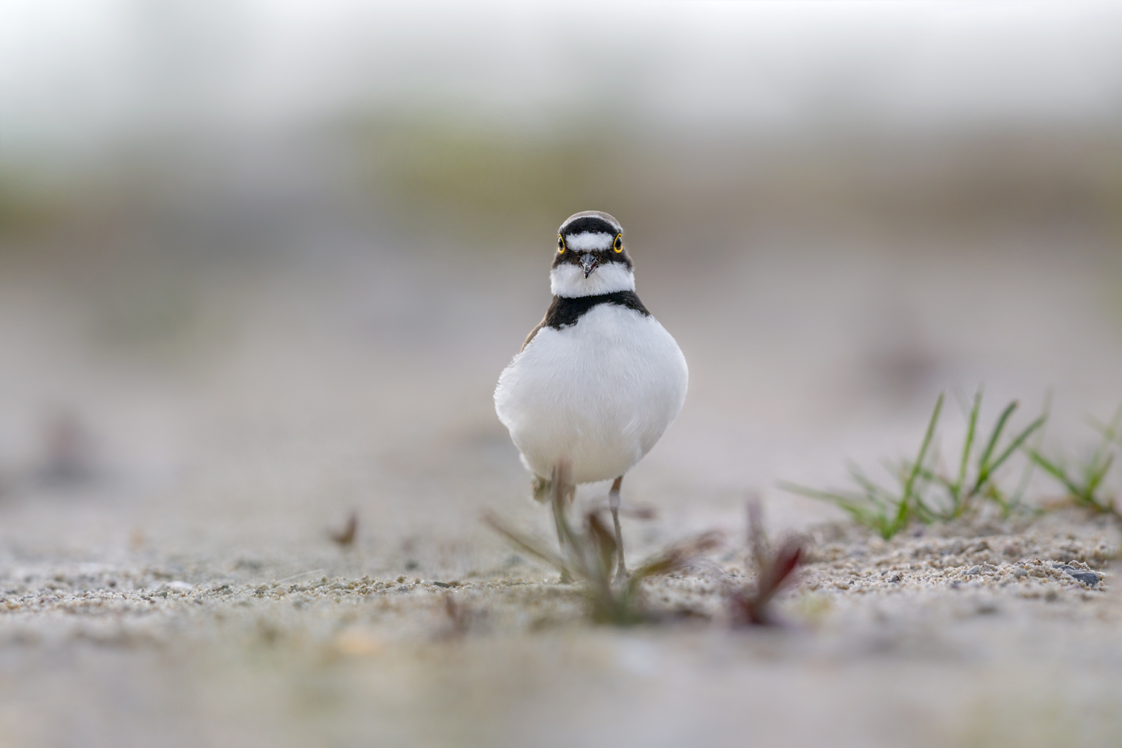 Flussregenpfeifer (Charadrius dubius)