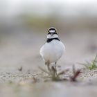 Flussregenpfeifer (Charadrius dubius)