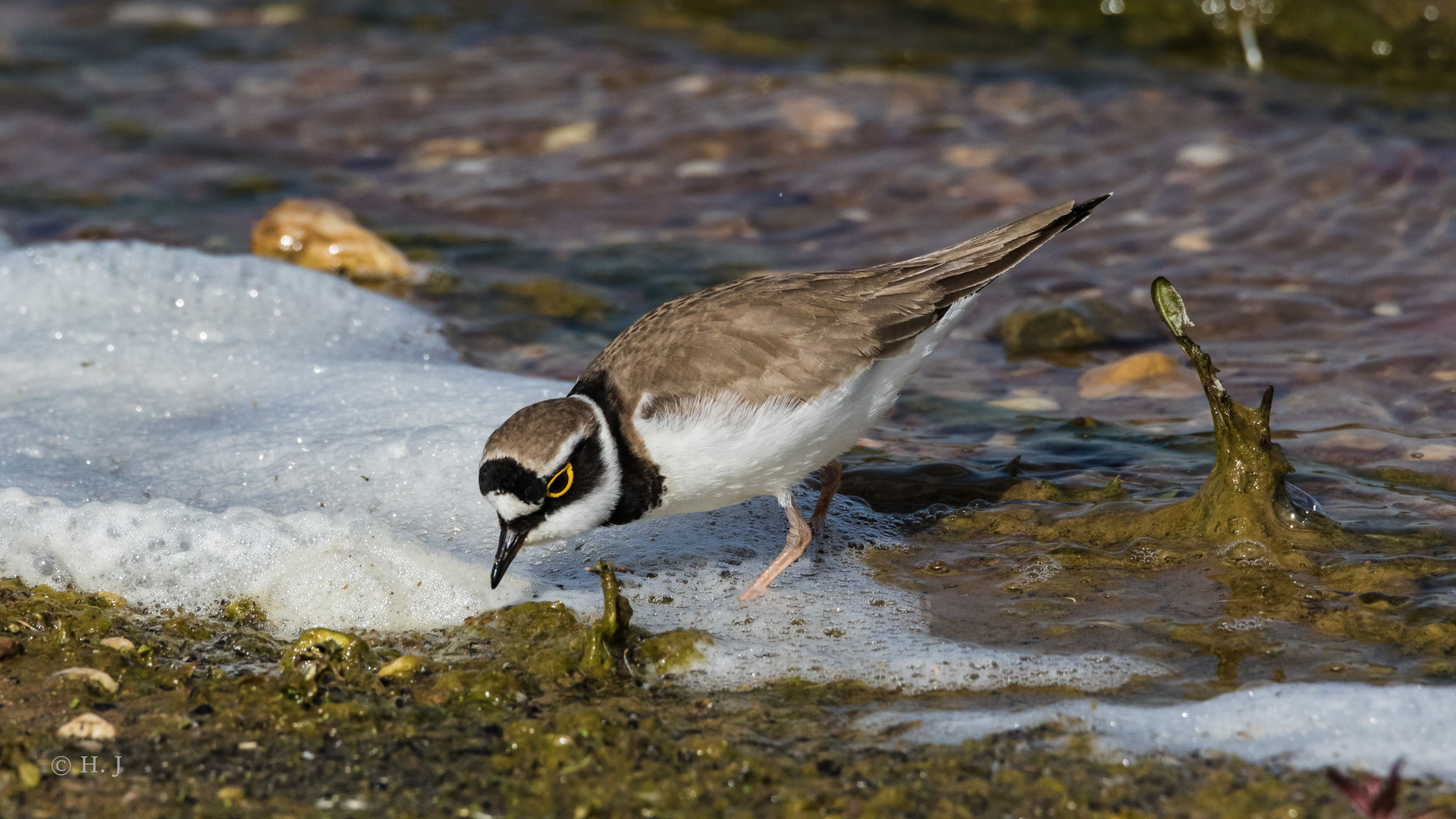 Flussregenpfeifer (Charadrius dubius)