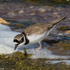 Flussregenpfeifer (Charadrius dubius)