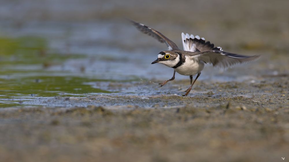 Flussregenpfeifer | Charadrius dubius