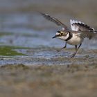 Flussregenpfeifer | Charadrius dubius