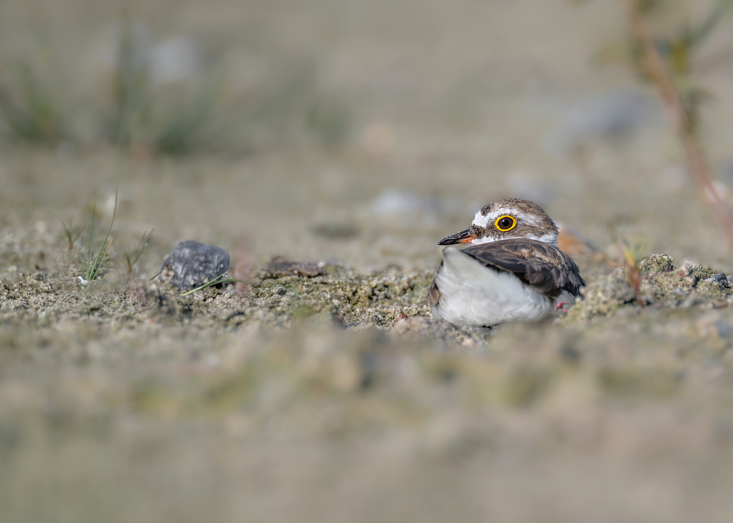 Flussregenpfeifer (Charadrius dubius)