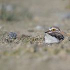 Flussregenpfeifer (Charadrius dubius)