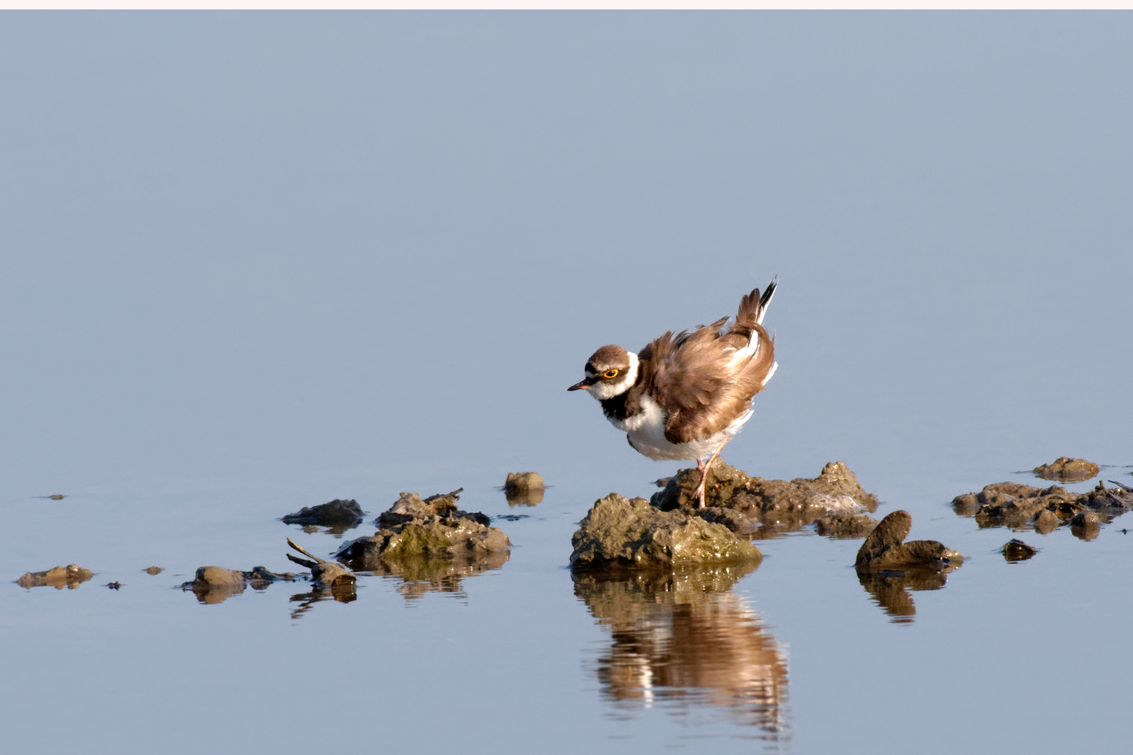  Flussregenpfeifer  (Charadrius dubius)