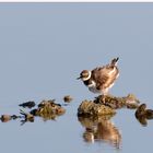  Flussregenpfeifer  (Charadrius dubius)