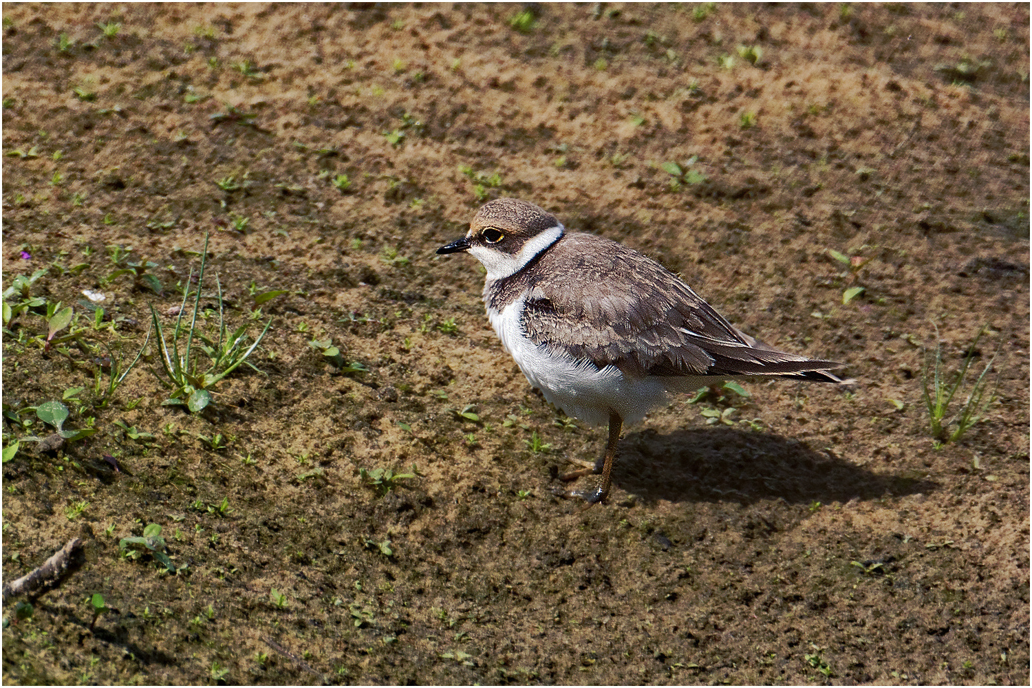 Flussregenpfeifer (Charadrius dubius)