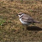 Flussregenpfeifer (Charadrius dubius)